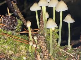 Attēlu rezultāti vaicājumam “Mycena epipterygia”