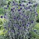Green Girly: Zone 3 Flowers: Globe Thistle (Echinops ritro)