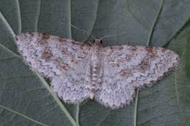 Attēlu rezultāti vaicājumam “Hydrelia sylvata”