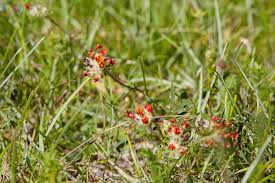 Attēlu rezultāti vaicājumam “Anthyllis arenaria flower”