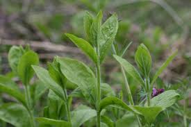 Attēlu rezultāti vaicājumam “Silene baccifera”