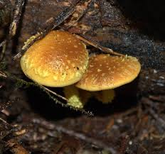 Attēlu rezultāti vaicājumam “Pholiota flammans”