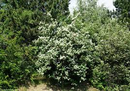 Attēlu rezultāti vaicājumam “Philadelphus lemoinei”