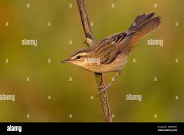 Attēlu rezultāti vaicājumam “Acrocephalus schoenobaenus”