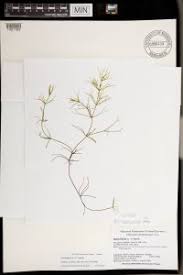 Attēlu rezultāti vaicājumam “Nitella flexilis”