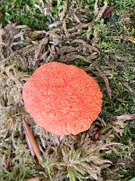 Attēlu rezultāti vaicājumam “Tubifera ferruginosa (subsp. ferruginosa) spores”