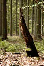 Attēlu rezultāti vaicājumam “Bacidia rubella”