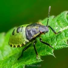 Attēlu rezultāti vaicājumam “Palomena prasina nymph”