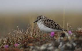 Image result for Calidris pusilla
