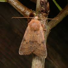 Attēlu rezultāti vaicājumam “Agrochola helvola imago”