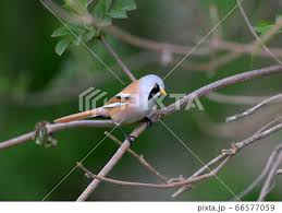 Attēlu rezultāti vaicājumam “Panurus biarmicus male”