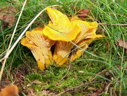 Attēlu rezultāti vaicājumam “Cantharellus cibarius”