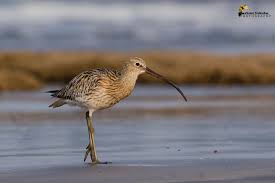 Attēlu rezultāti vaicājumam “Numenius arquata”