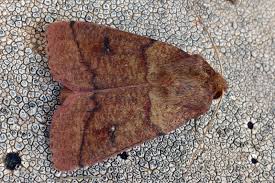 Attēlu rezultāti vaicājumam “Mythimna turca”