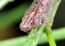 Attēlu rezultāti vaicājumam “Cixiidae”