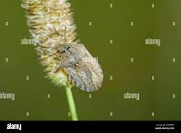 Attēlu rezultāti vaicājumam “Philopedon plagiatum”