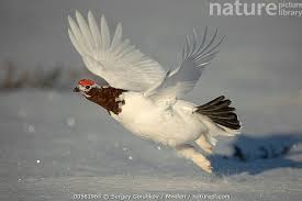 Attēlu rezultāti vaicājumam “Lagopus lagopus male”