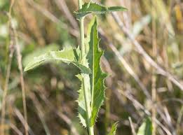 Attēlu rezultāti vaicājumam “Sonchus arvensis subsp. uliginosus fruit”