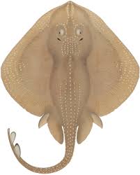 Image result for Leucoraja