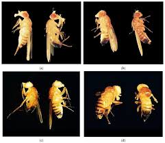 Attēlu rezultāti vaicājumam “Drosophila melanogaster”