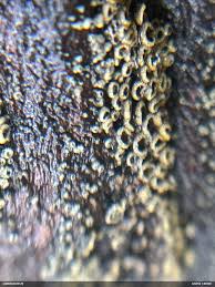 Attēlu rezultāti vaicājumam “Claustria didermoides macro”