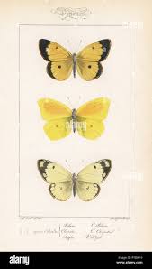 Attēlu rezultāti vaicājumam “Colias palaeno male”