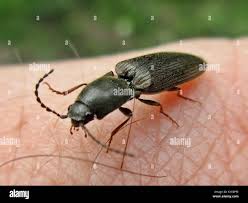 Attēlu rezultāti vaicājumam “Athous sp.”