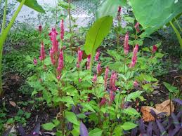 Attēlu rezultāti vaicājumam “Amaranthaceae”