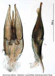 Attēlu rezultāti vaicājumam “Enochrus affinis”