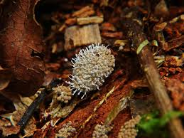 Attēlu rezultāti vaicājumam “Polycephalomyces tomentosus”