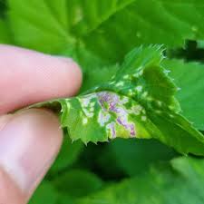 Attēlu rezultāti vaicājumam “Ochropsora ariae”