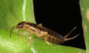 Attēlu rezultāti vaicājumam “Forficula auricularia”