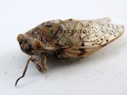 Attēlu rezultāti vaicājumam “Auchenorrhyncha”