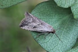 Attēlu rezultāti vaicājumam “Hypenodes humidalis”