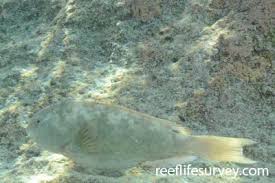 Image result for Calotomus carolinus