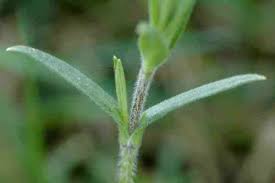 Attēlu rezultāti vaicājumam “Stellaria holostea leaf”