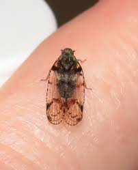 Attēlu rezultāti vaicājumam “Cixius sp.”