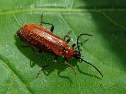 Attēlu rezultāti vaicājumam “Schizotus pectinicornis”