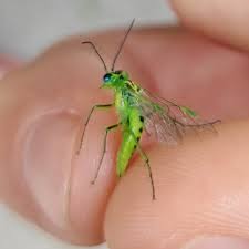 Attēlu rezultāti vaicājumam “Rhogogaster viridis”