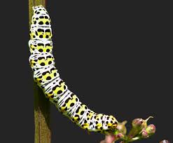 Attēlu rezultāti vaicājumam “Cucullia verbasci”