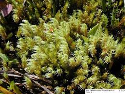 Attēlu rezultāti vaicājumam “Philonotis calcarea”