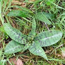Attēlu rezultāti vaicājumam “Dactylorhiza fuchsii leaf”