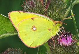 Attēlu rezultāti vaicājumam “Colias croceus”