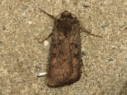 Attēlu rezultāti vaicājumam “Euxoa nigricans”