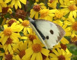 Attēlu rezultāti vaicājumam “Pieris brassicae female”
