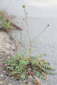 Attēlu rezultāti vaicājumam “Poterium sanguisorba”