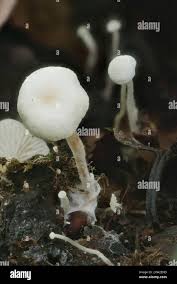 Attēlu rezultāti vaicājumam “Collybia tuberosa”