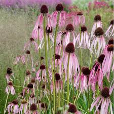 Image result for Echinacea pallida