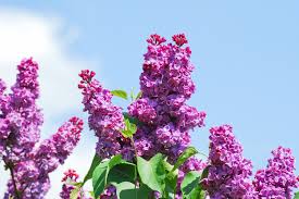 Image result for flieder