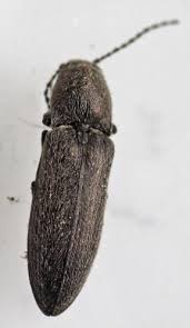 Attēlu rezultāti vaicājumam “Cidnopus aeruginosus”